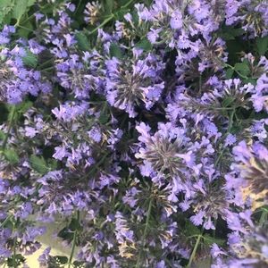 Meet your Posher, Posh